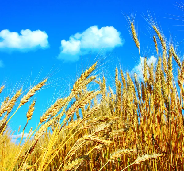 Пшениця на небо — стокове фото