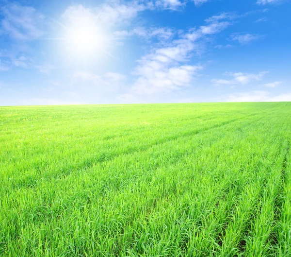 Green grass field under midday sun on blue sky. — Stock Photo © Logray ...