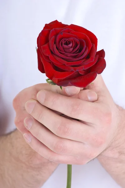 男性の手に赤いバラ — ストック写真