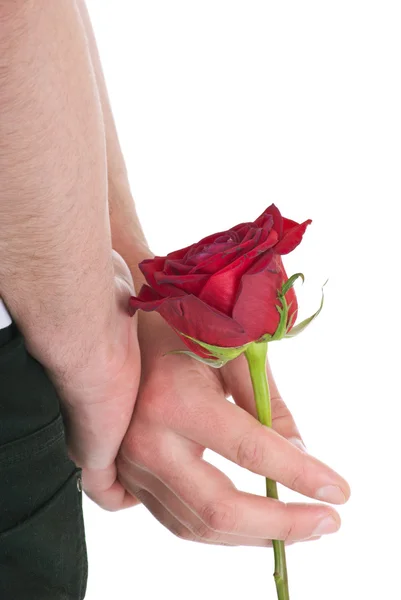 Red rose in men's hands — Stock Photo, Image