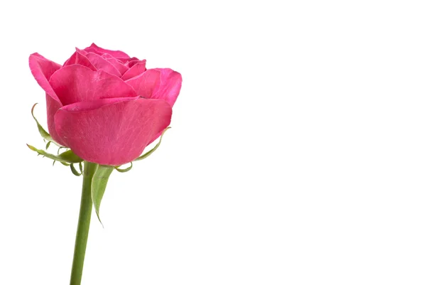 Schöne rote Rose auf weißem Hintergrund — Stockfoto