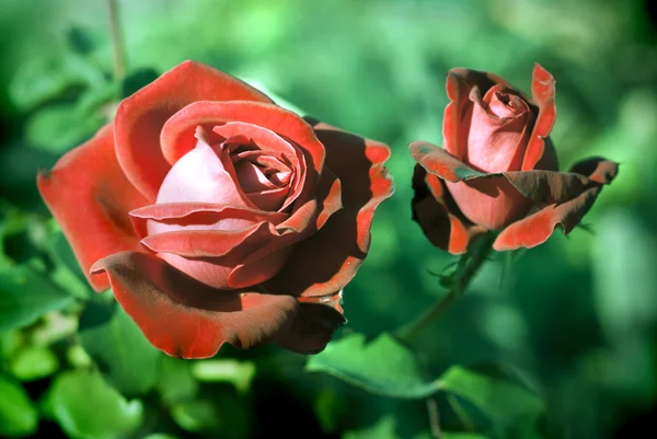 Giardino di rose — Foto Stock