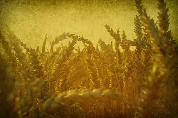 Weizen mit Grunge-Hintergrund — Stockfoto