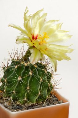 Blooming cactus clipart