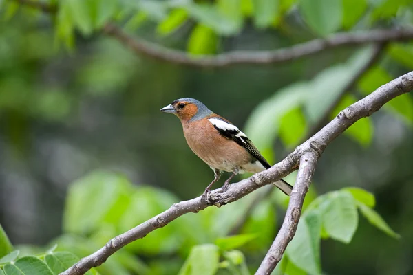Uccello su un ramo — Foto Stock