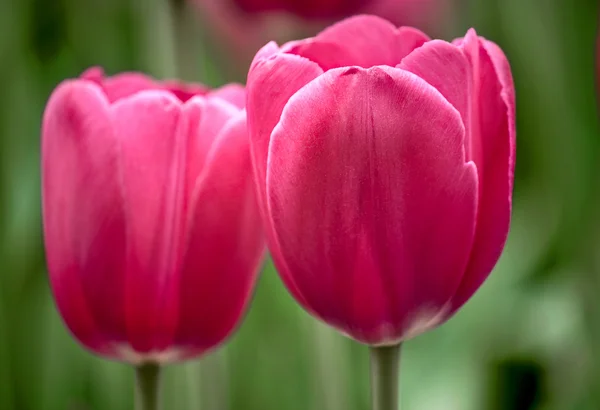 Dwa tulipany — Zdjęcie stockowe