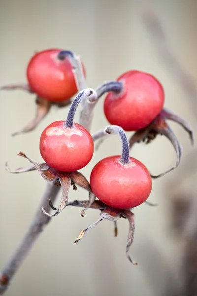 Розовые ягоды — стоковое фото