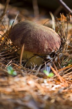 Boletus mantarı