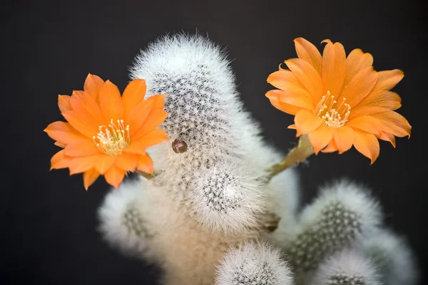 Цветущий кактус — стоковое фото