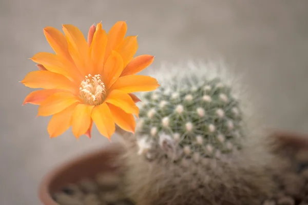Kaktus mit Blüte — Stockfoto