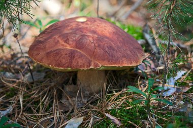 Boletus mantarı