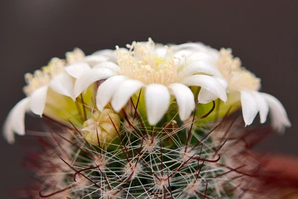 Cactus Flores — Fotografia de Stock