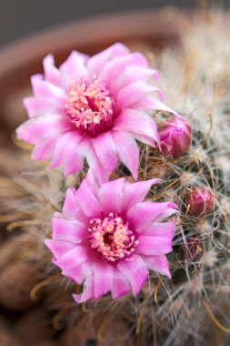 Cactus flowers clipart