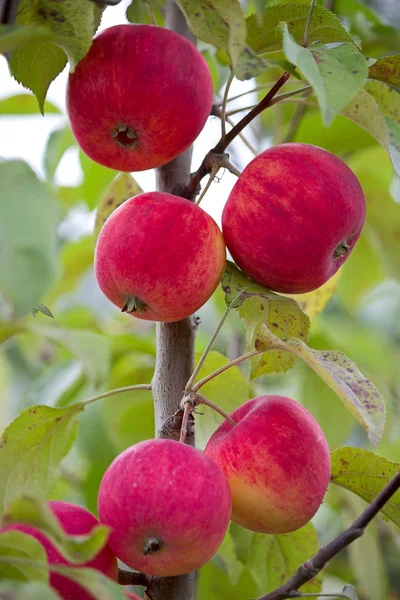 Manzanas en una rama —  Fotos de Stock