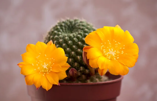 Flores de cactus — Foto de Stock