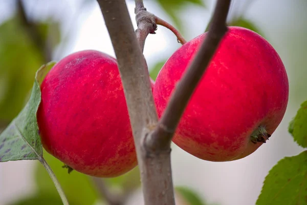 Manzanas en rama —  Fotos de Stock