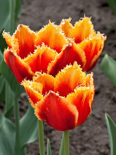Tiga tulip — Stok Foto