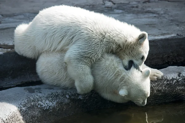 两个白色北极熊 — 图库照片