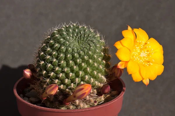 Kwitnący kaktus — Zdjęcie stockowe