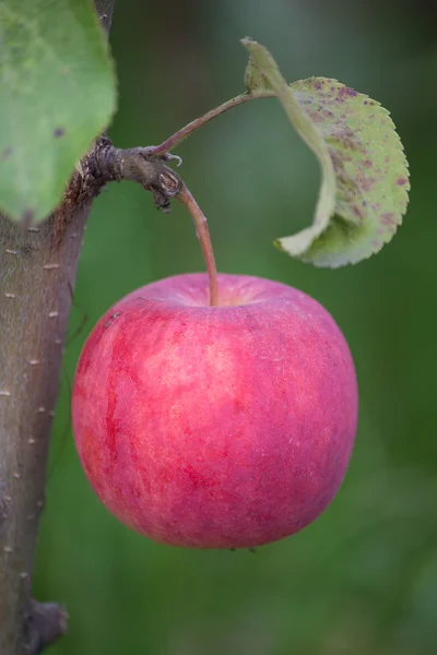 Manzana en rama —  Fotos de Stock