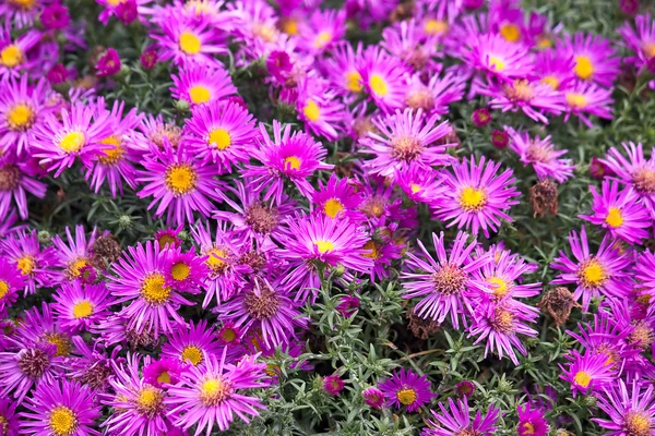 stock image Chrysanthemum