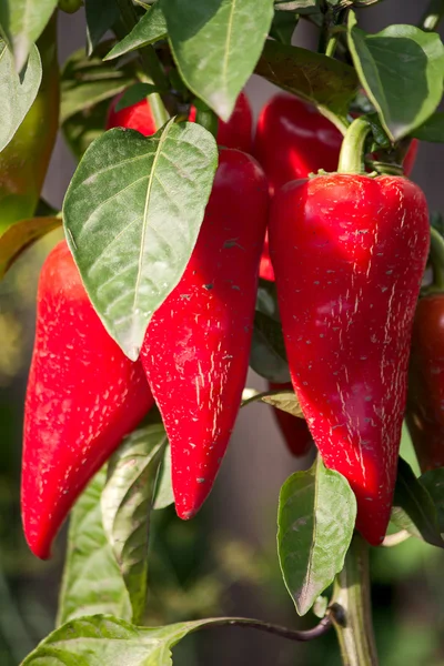 Peppers in bush — Stock Photo, Image