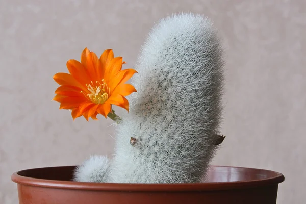Çiçek açan kaktüs — Stok fotoğraf