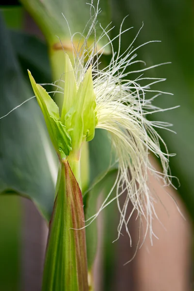 Kukuřičný květ — Stock fotografie