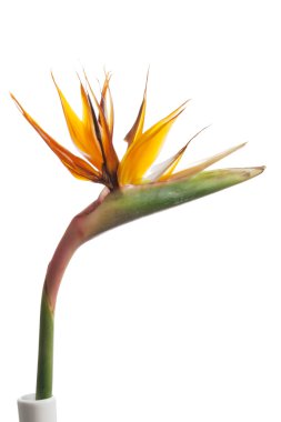 Tropical flower - strelitzia clipart