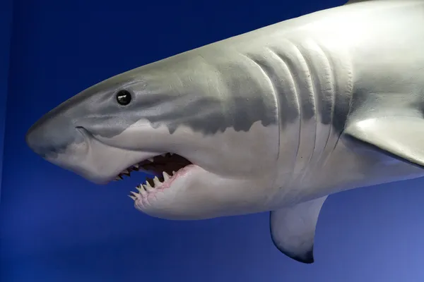 Μεγάλος καρχαρίας — Φωτογραφία Αρχείου