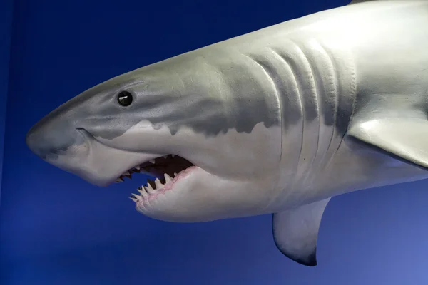 Büyük köpek balığı Telifsiz Stok Imajlar