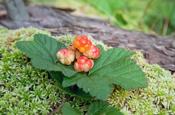 Облачные ягоды на болоте летом — стоковое фото