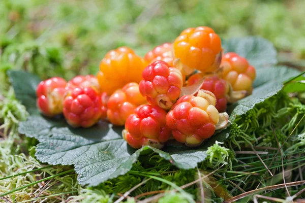 Cloud berries on a bog close up in summer — Stock Photo, Image