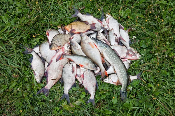 Пресноводная рыба на зеленой траве — стоковое фото