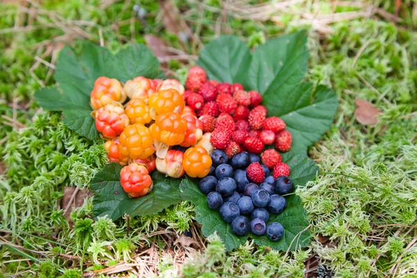Wild berries on green leaves — Stock Photo, Image