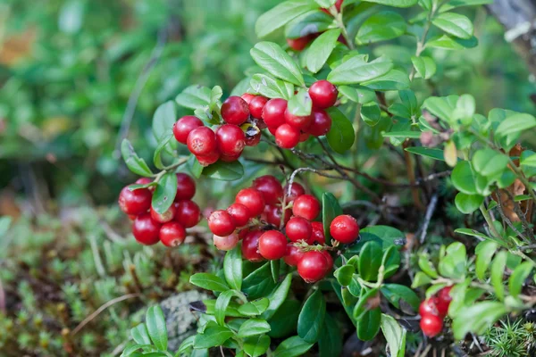 Cowberry on a green vegetative background in wood. — Stock Photo, Image
