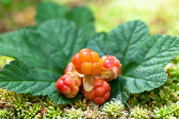 Cloudberry closeup yazın. Taze yabani meyve — Stok fotoğraf