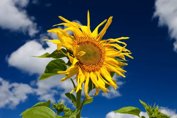 Mavi gökyüzüne karşı güzel ayçiçeği — Stok fotoğraf