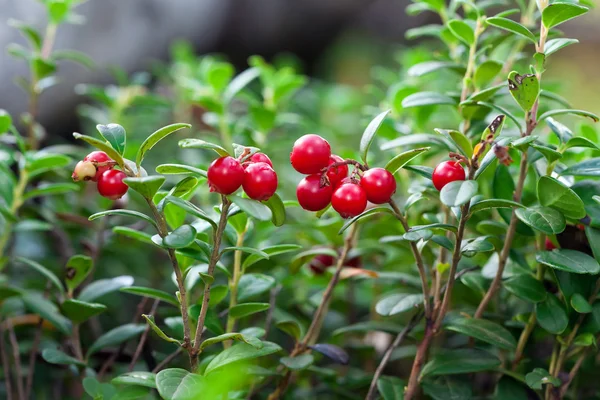 Cowberry on a green vegetative background in wood. — Stock Photo, Image