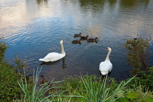 White swans and ducks on the pond — Stock Photo, Image