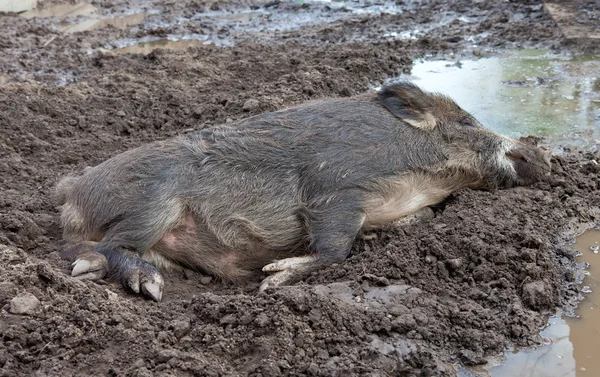 stock image Wild boar