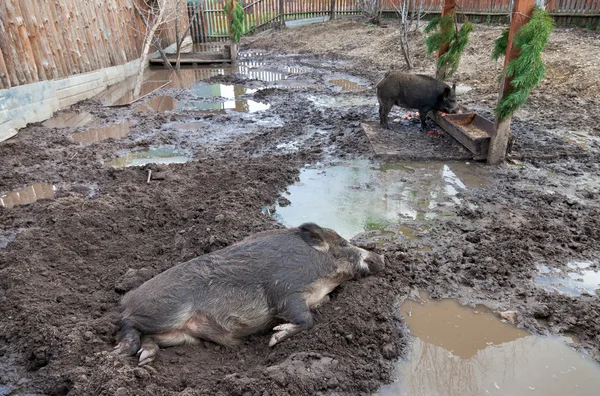 stock image Wild boar