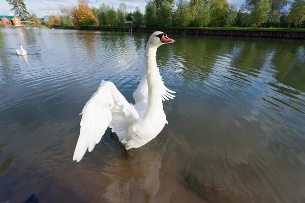 White swan at lake blue water — Stock Photo, Image