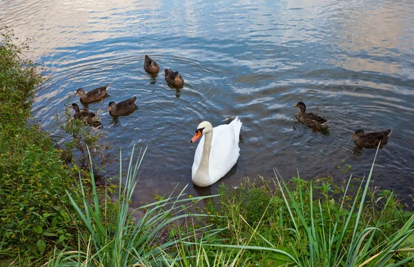 White swan and ducks on the pond — Stock Photo, Image