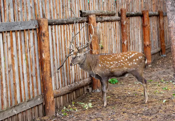 stock image Spotted deer in zoo