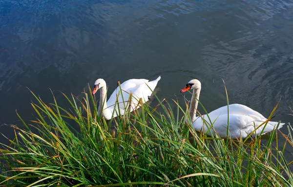 White swans on the pond — Stock Photo, Image