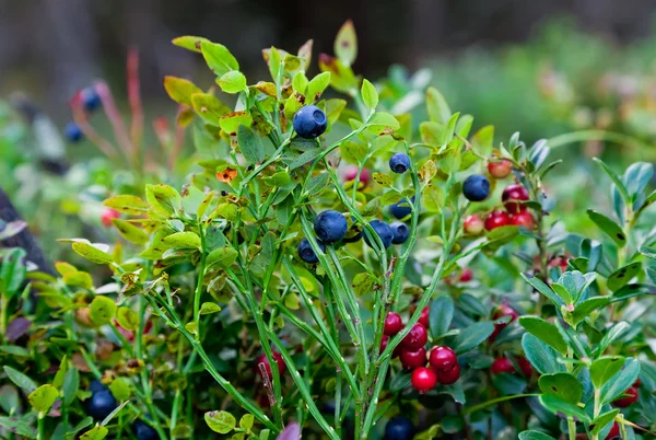 Дикие ягоды на зеленом вегетативном фоне из дерева — стоковое фото