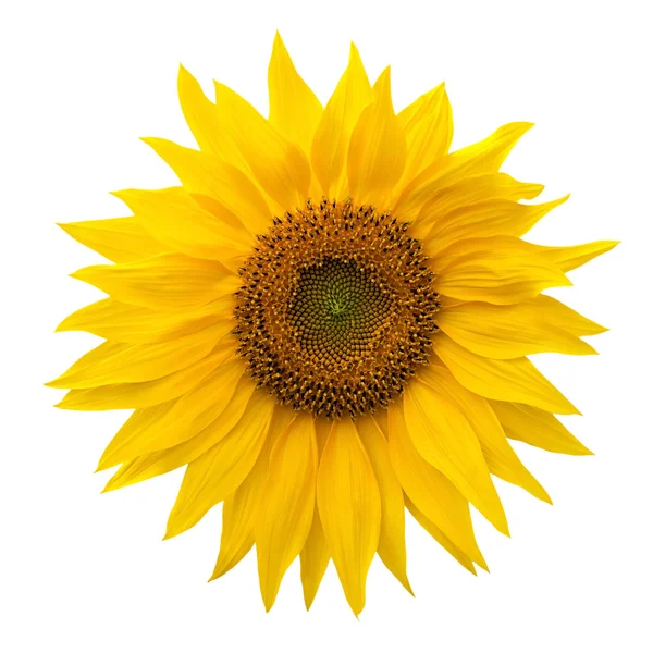 Gelbe Sonnenblume isoliert auf weißem Hintergrund — Stockfoto