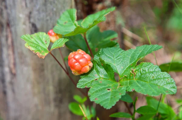 Rubus chamaemorus —  Fotos de Stock