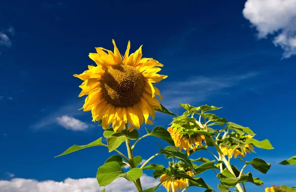 Vackra solrosor på fältet mot blå himmel — Stockfoto